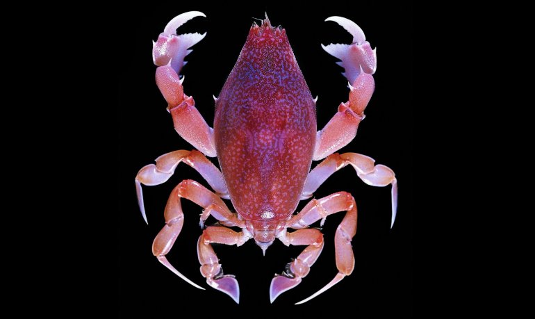 Lyreidus tridentatus, Tin-Yam Chan 上傳(TaiBNET)