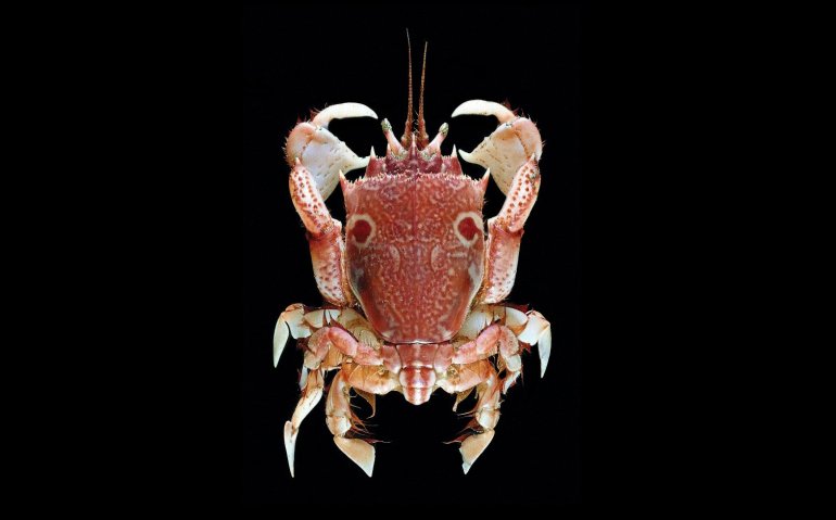 Notopus dorsipes, Tin-Yam Chan 上傳(TaiBNET)